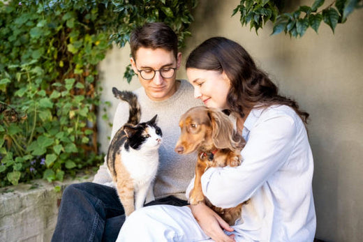 Reuniting Pets and Families: A Guide to Animal Assistance After the Los Angeles Fires ❤️🐾